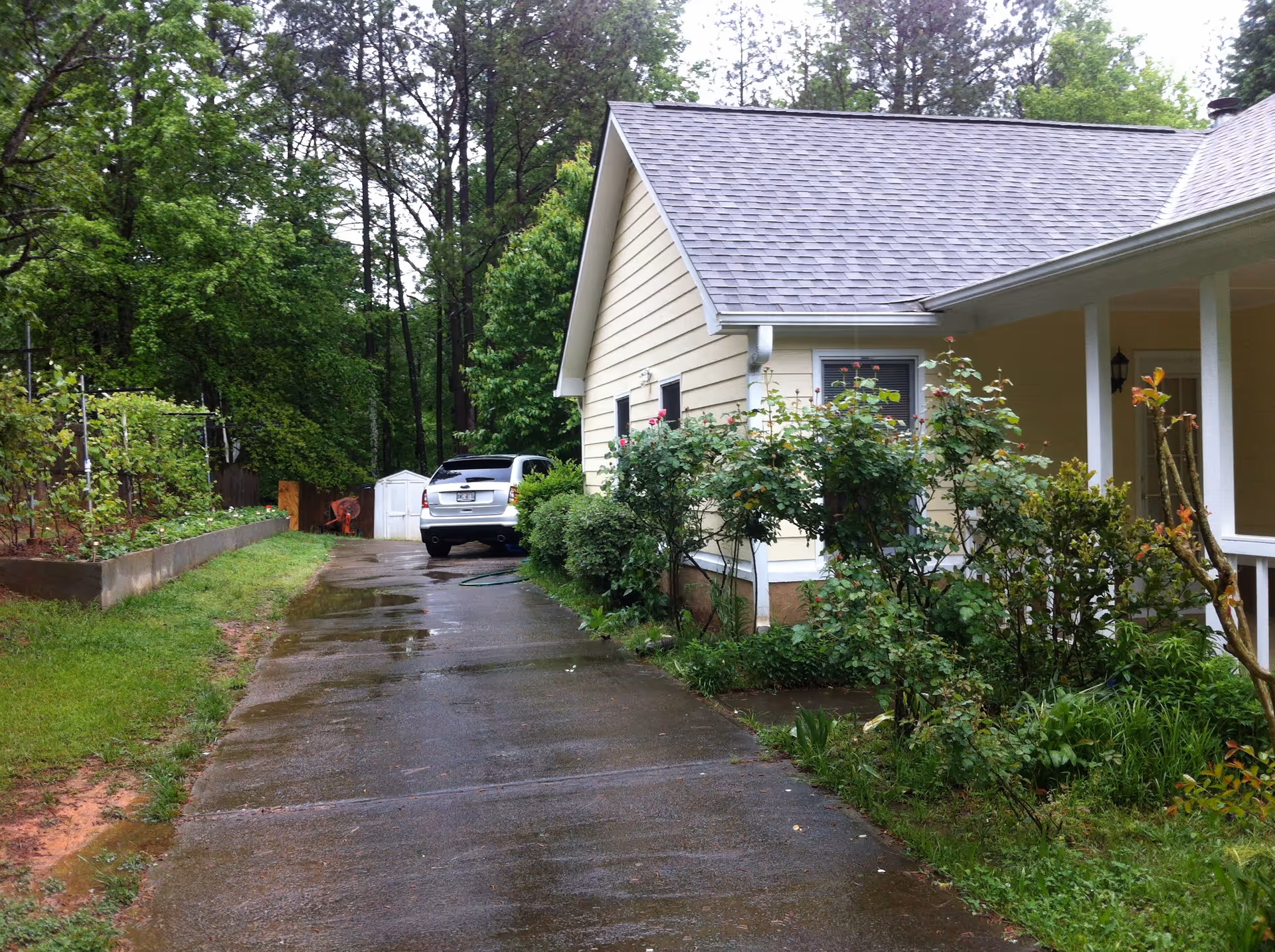 A wet driveway beside a yellow house with a gray roof, surrounded by green bushes and trees. A white car is parked near a small white shed at the end of the driveway.