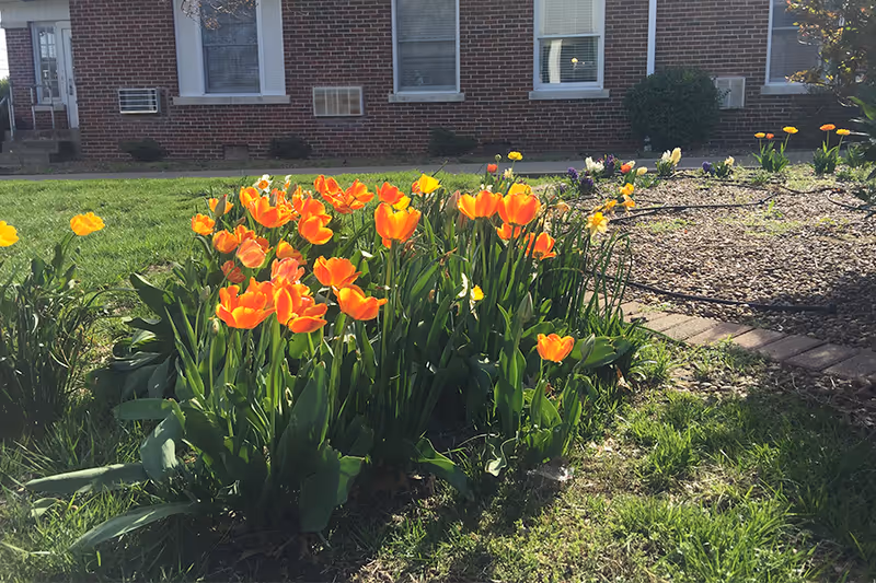 A garden bed with blooming orange and yellow tulips in front of a brick building with windows and a door. The garden bed is surrounded by grass and a gravel area with a circular pattern.