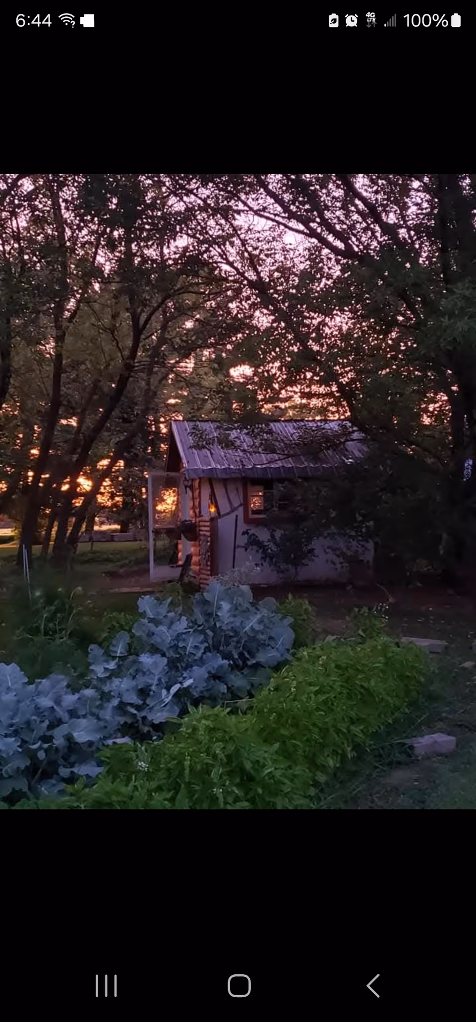 A small rustic cabin surrounded by trees with a garden of leafy green plants in the foreground during sunset, casting a warm glow through the trees.