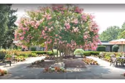 Sunlit courtyard featuring a large pink-flowering tree centered in a paved seating area with benches, tables, umbrellas, and surrounding landscaping.