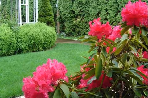 A vibrant garden scene featuring bright pink flowers in the foreground, lush green bushes, and tall evergreen trees in the background with a well-maintained green lawn.