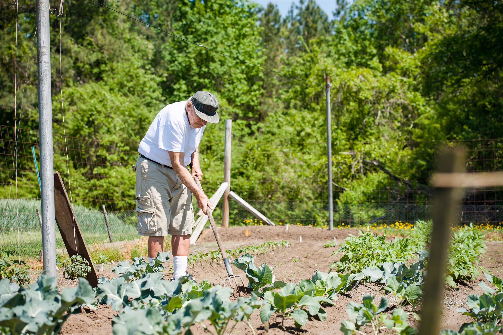 An elderly man wearing a white t-shirt, beige shorts, white socks, and a cap is gardening outdoors. He is using a garden fork to tend to plants growing in rows in a garden surrounded by green trees and a wire fence.