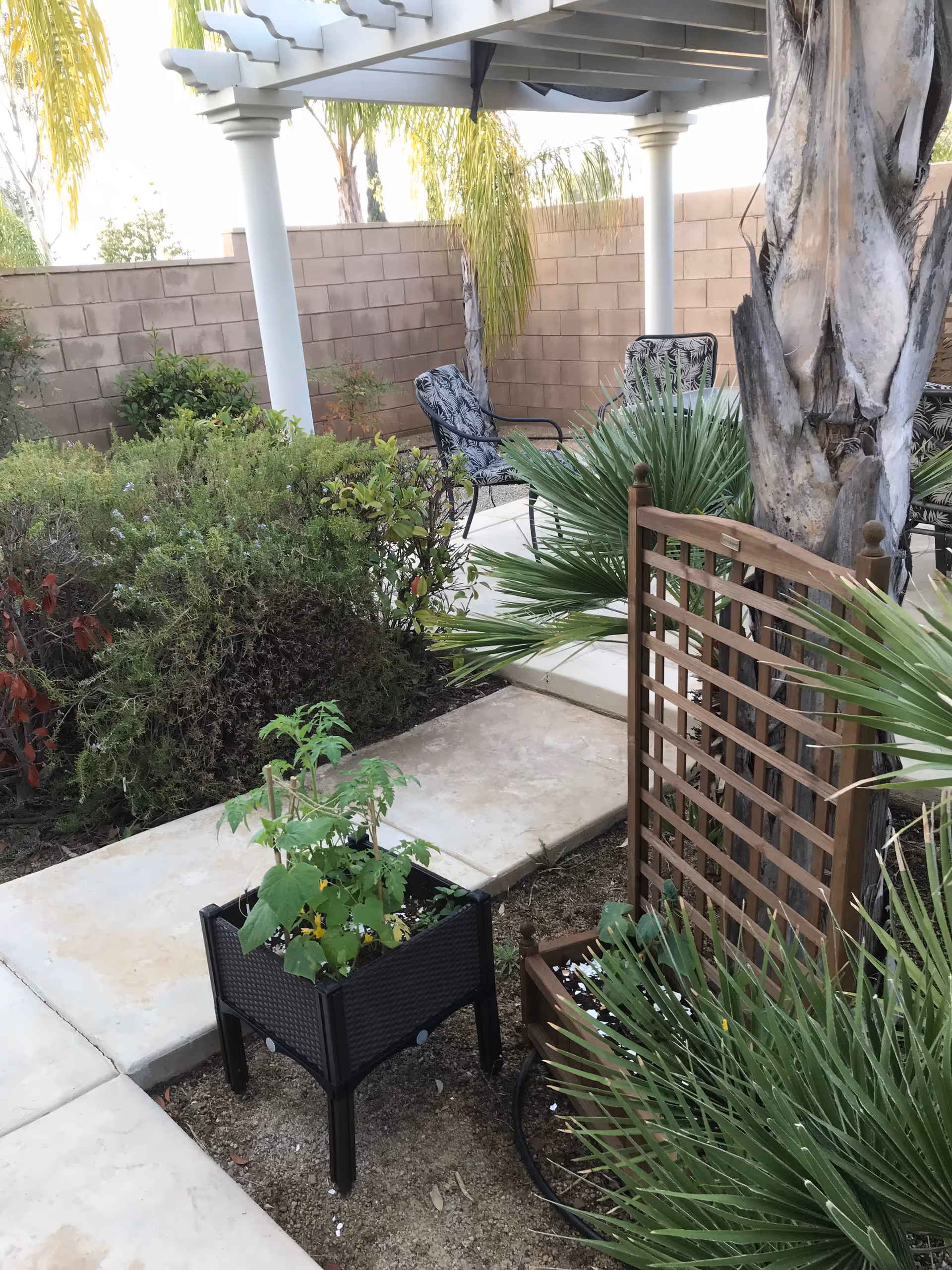 Outdoor garden area with a small raised planter containing green plants, a wooden trellis, palm trees, and a shaded seating area with two chairs under a pergola. The space is enclosed by a brick wall and surrounded by various shrubs and plants.