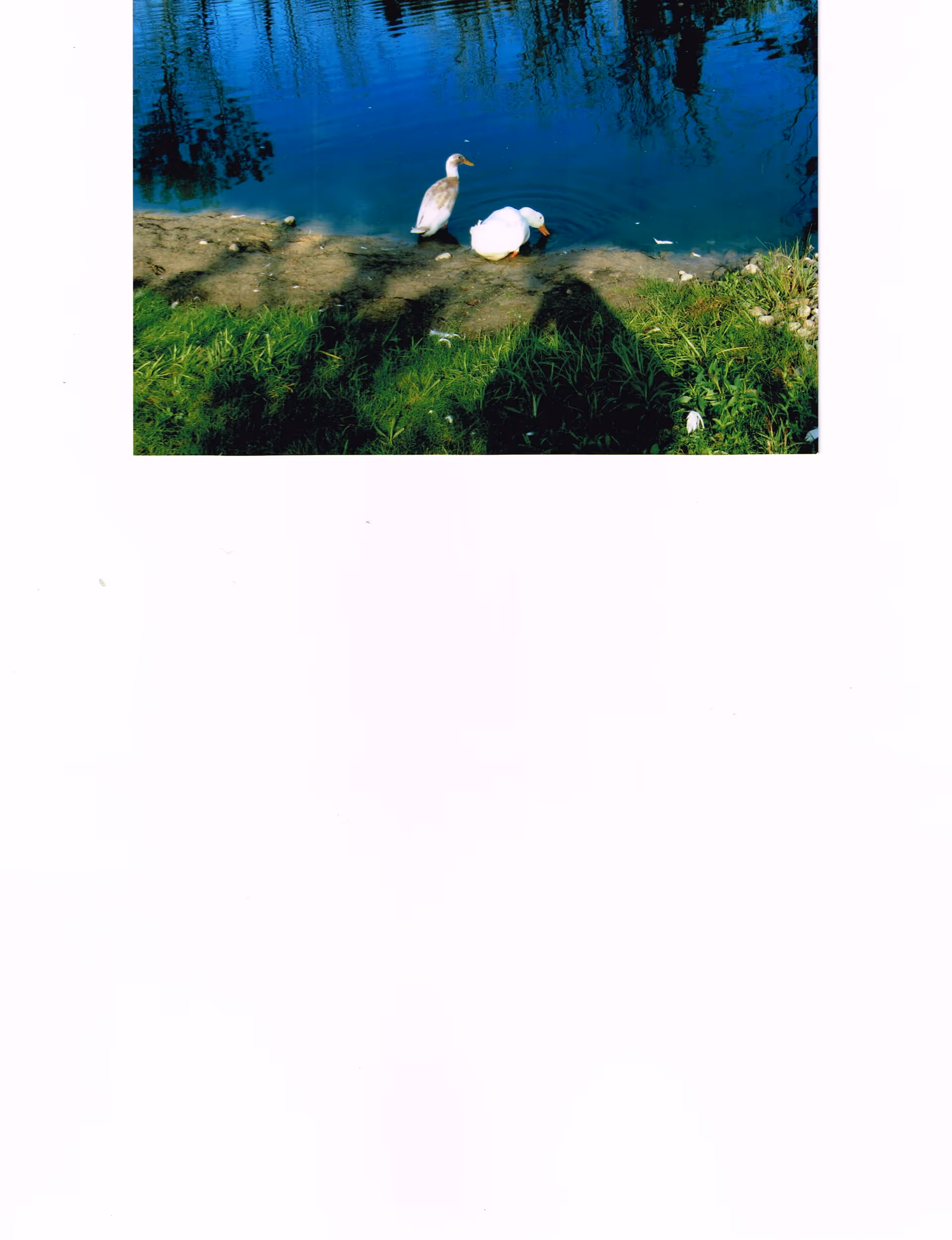 Two ducks at the edge of a pond with green grass and cast shadows on the shore.