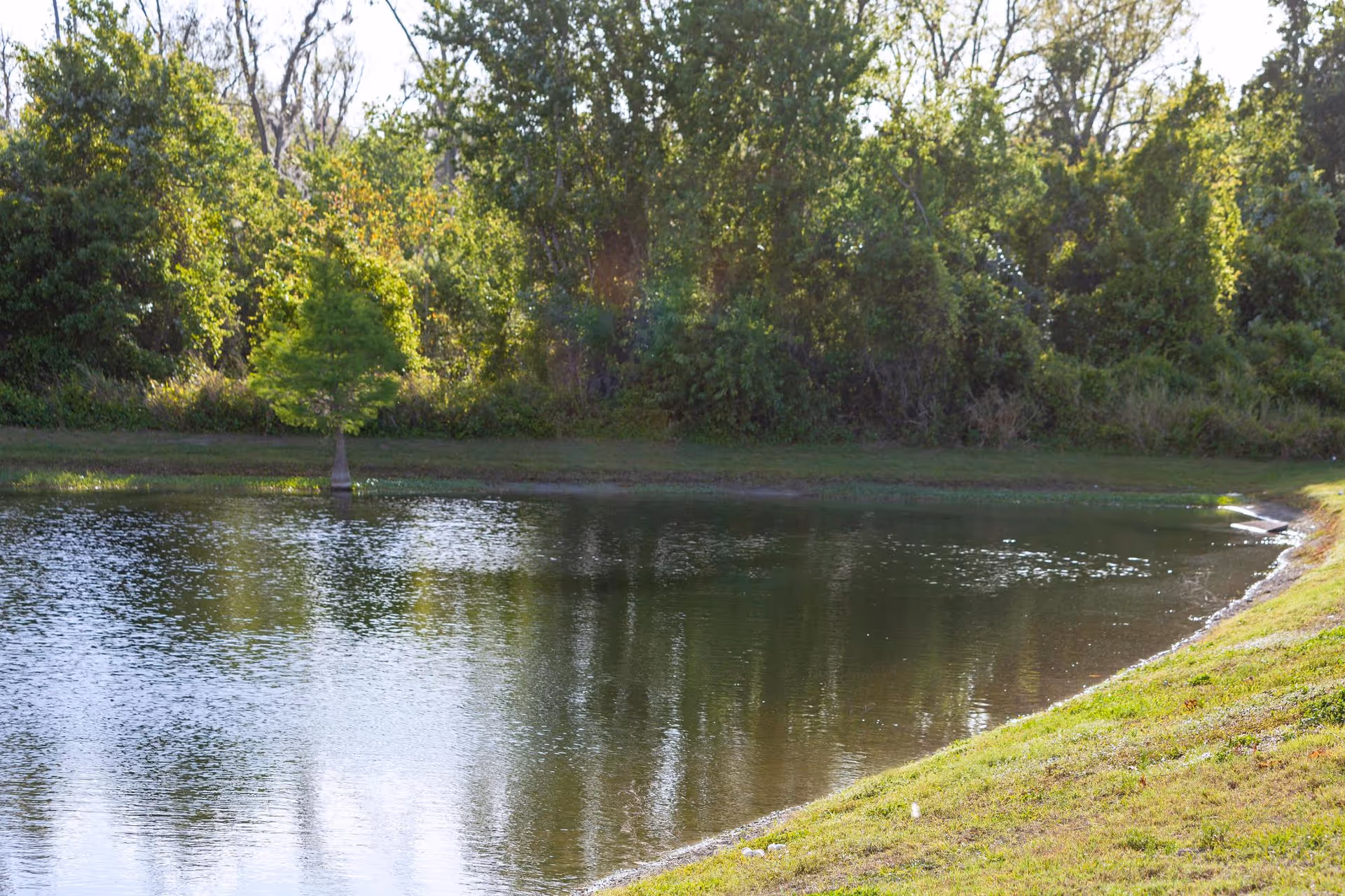 A serene outdoor scene featuring a small pond surrounded by green grass and dense trees in the background under a clear sky.