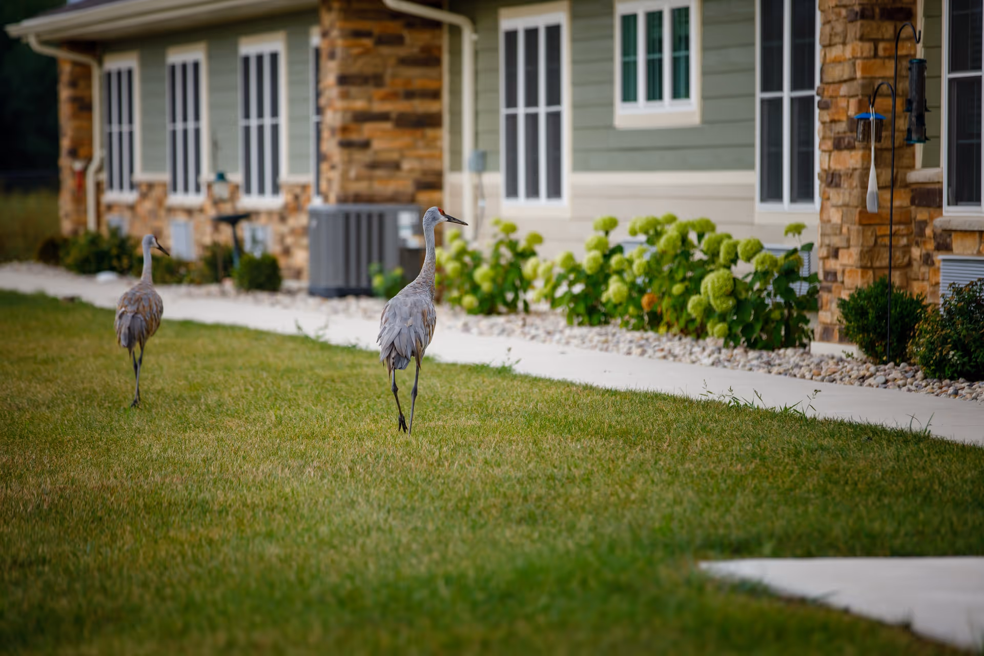 Two sandhill cranes walking on a grassy lawn next to a building with stone and green siding, windows, and landscaping with bushes and rocks.