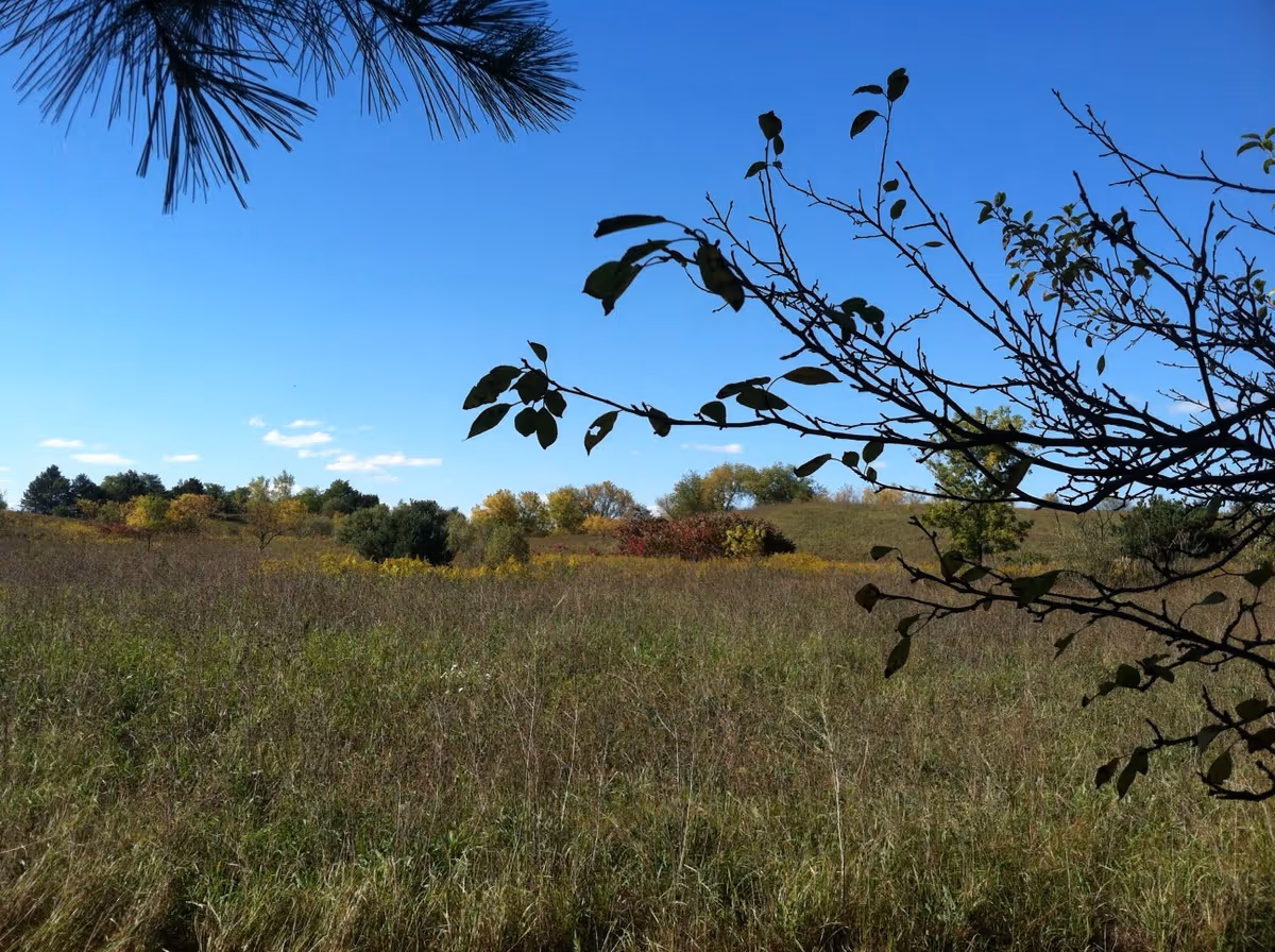 Open grassy field and distant trees framed by tree branches under a clear blue sky.