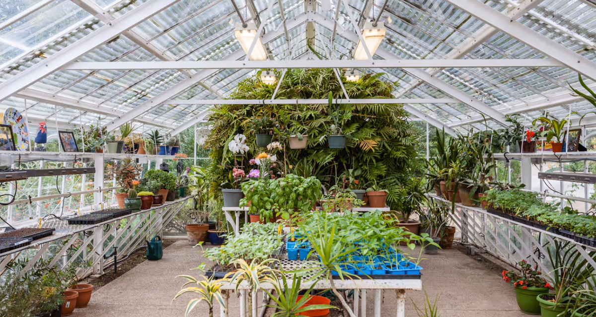 Interior greenhouse with rows of potted plants, seed trays and hanging planters under a glass roof.