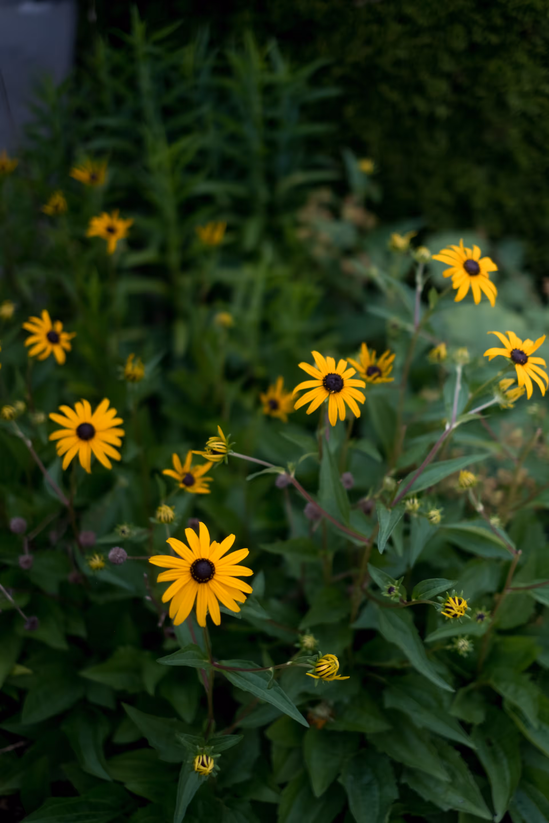 Close-up view of yellow flowers with dark centers growing among green leaves and stems in an outdoor garden setting.