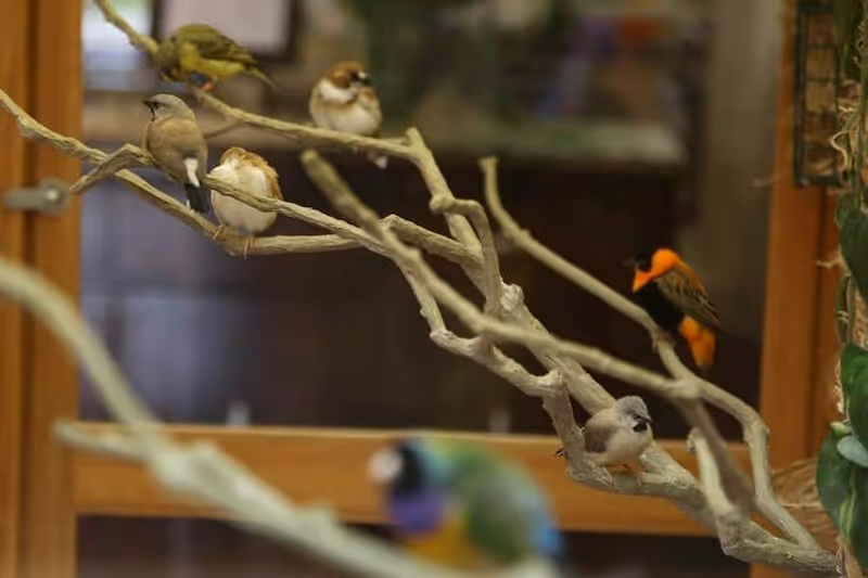 Several small colorful birds perched on bare branches inside a room.