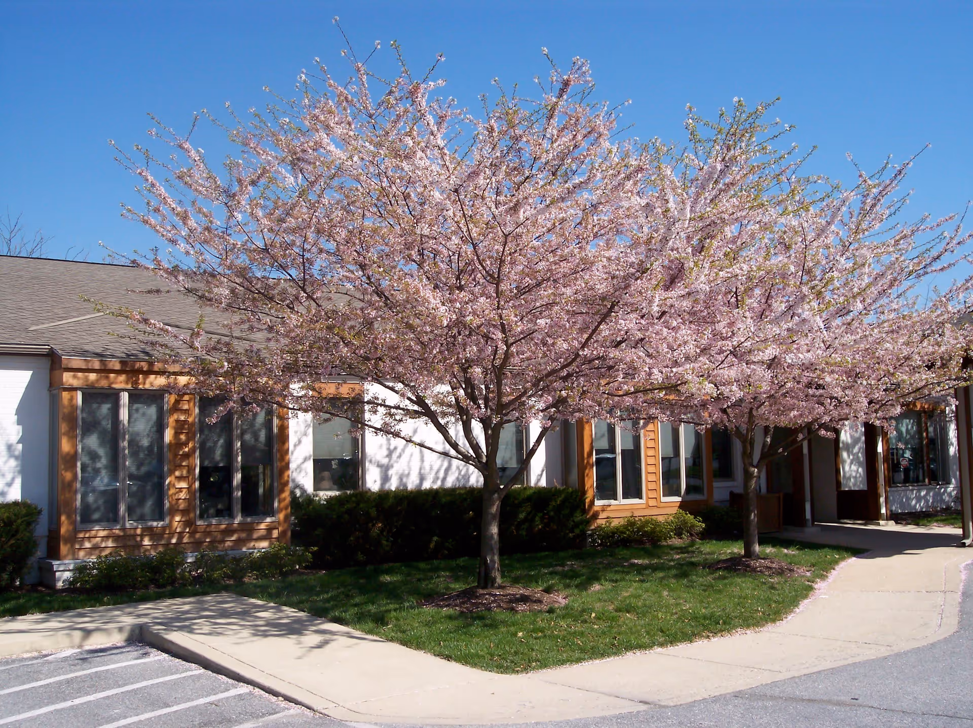 Front of a single-story building with two pink-flowering trees and a paved walkway leading to the entrance.