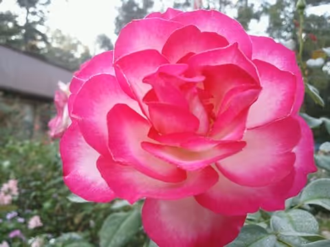Close-up of a vibrant pink and white rose in a garden with green leaves and a building partially visible in the background.
