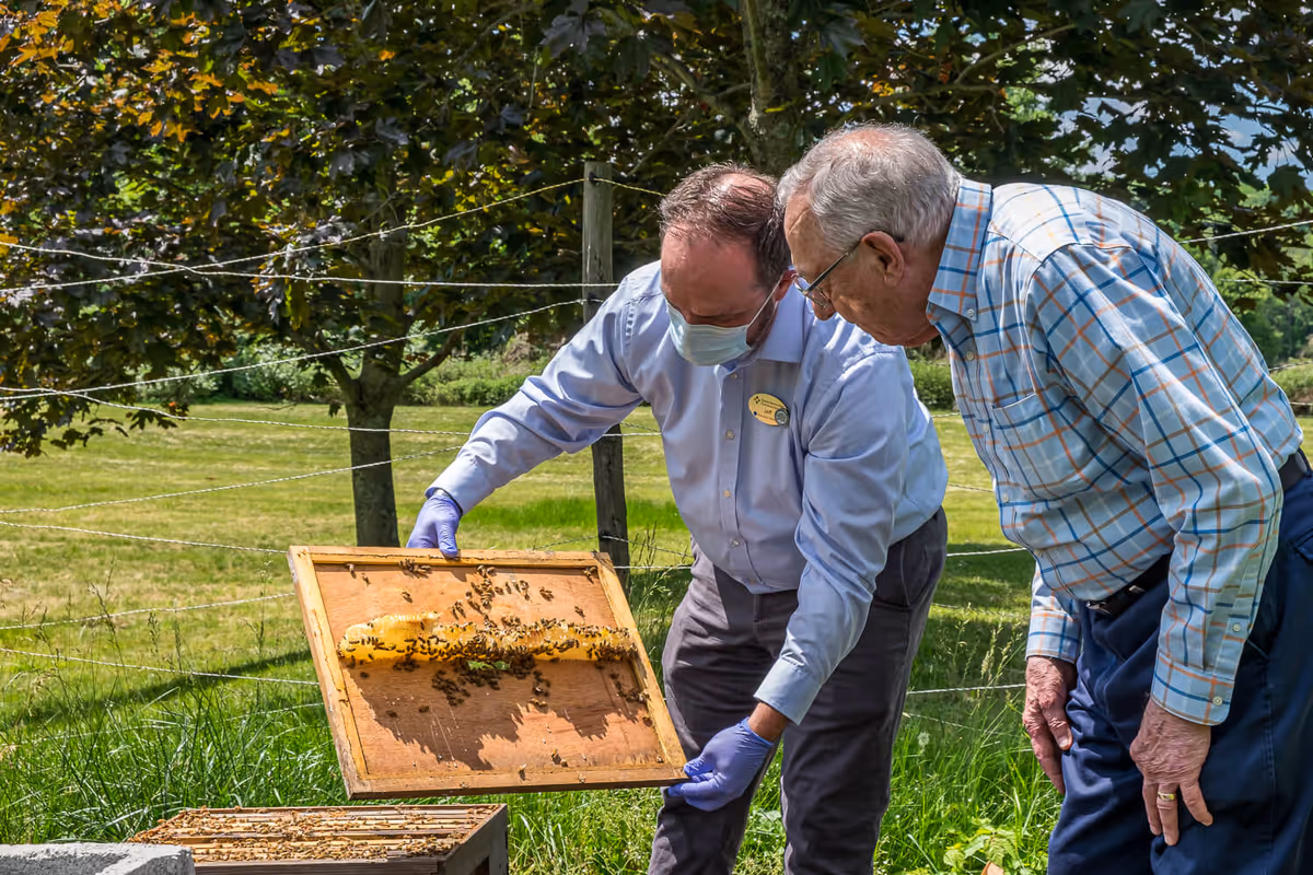 Two men outdoors near a beehive. One man wearing a mask and gloves is holding a wooden frame with bees on it, while the other man, dressed in a checkered shirt, is observing closely. They are surrounded by green grass and trees.