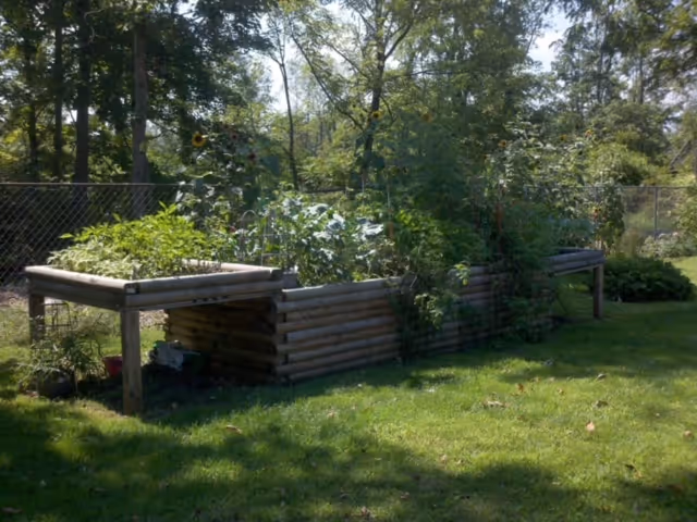 Raised garden beds filled with various green plants and sunflowers in an outdoor grassy area with trees and a chain-link fence in the background.