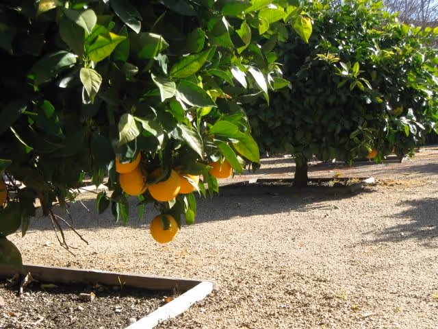 Orange trees with ripe oranges hanging from the branches in a sunny outdoor orchard area with gravel ground.