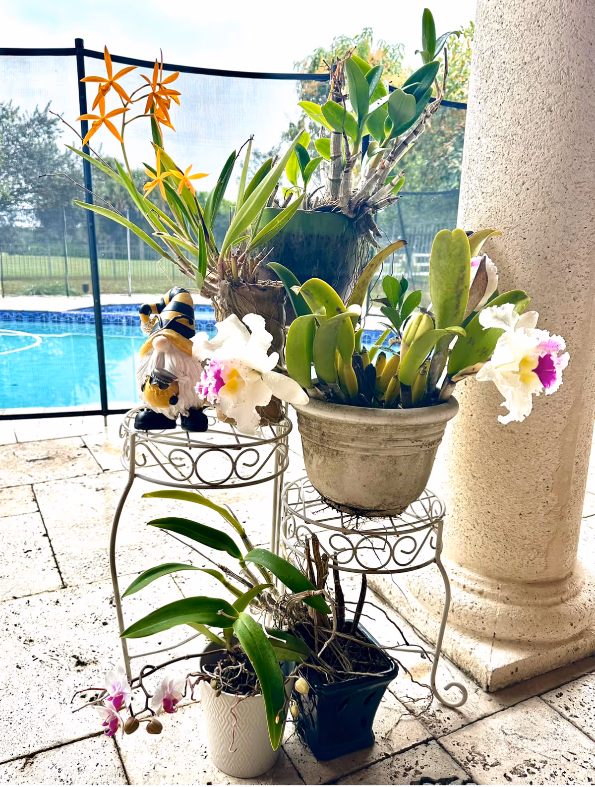 Potted orchids and other plants arranged on a decorative metal stand on a tiled patio beside a column with a swimming pool in the background.
