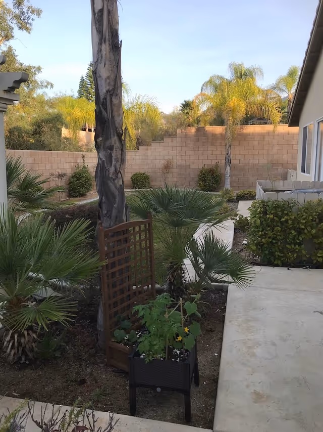 Outdoor garden area with various palm plants and shrubs, a small raised planter with green plants, a wooden trellis leaning against a tree, a concrete walkway, and a tan brick wall in the background under a clear sky.