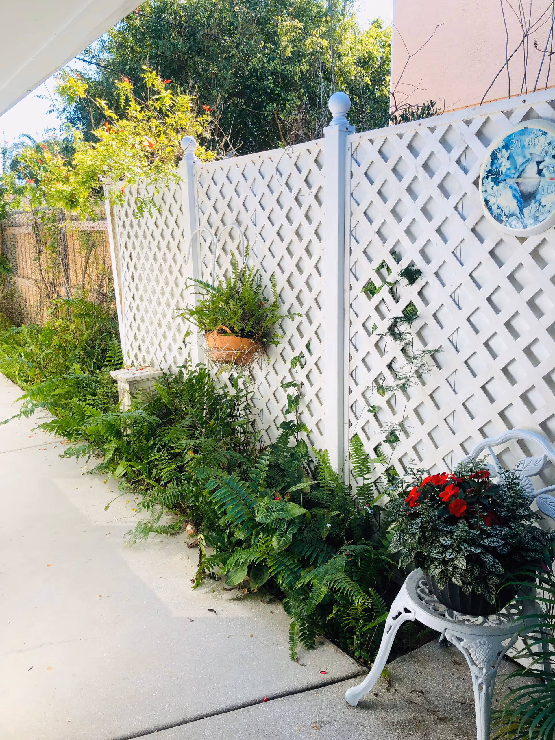 A sunlit walkway bordered by lush ferns and potted flowers beside a white lattice fence.
