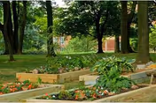 Raised garden beds with various plants and flowers in a shaded outdoor area with large trees and a brick building partially visible in the background.