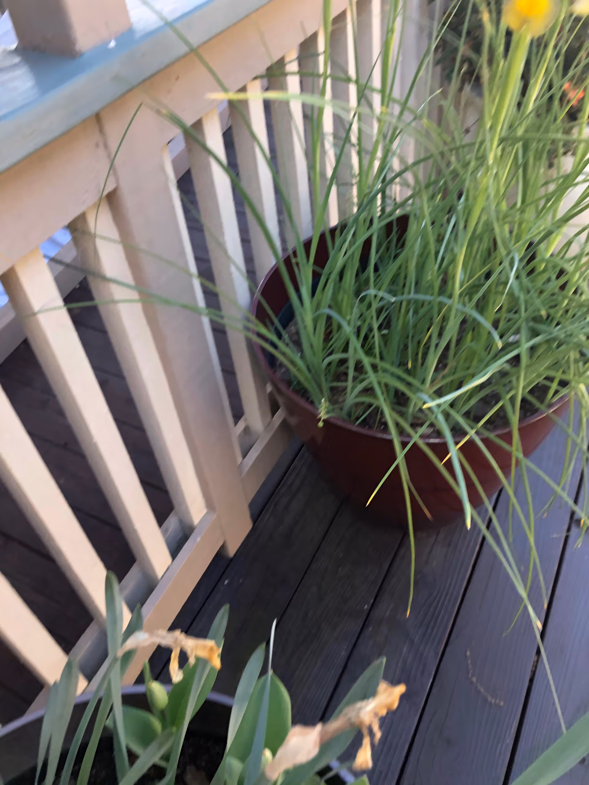 A close-up view of a wooden deck with beige railing and two potted plants, one with tall green grass-like leaves and the other with green leaves and dried flowers.