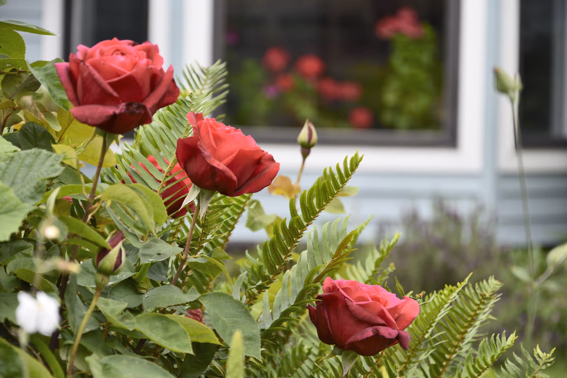 Close-up of red roses and green fern leaves in a garden with a building window in the background.