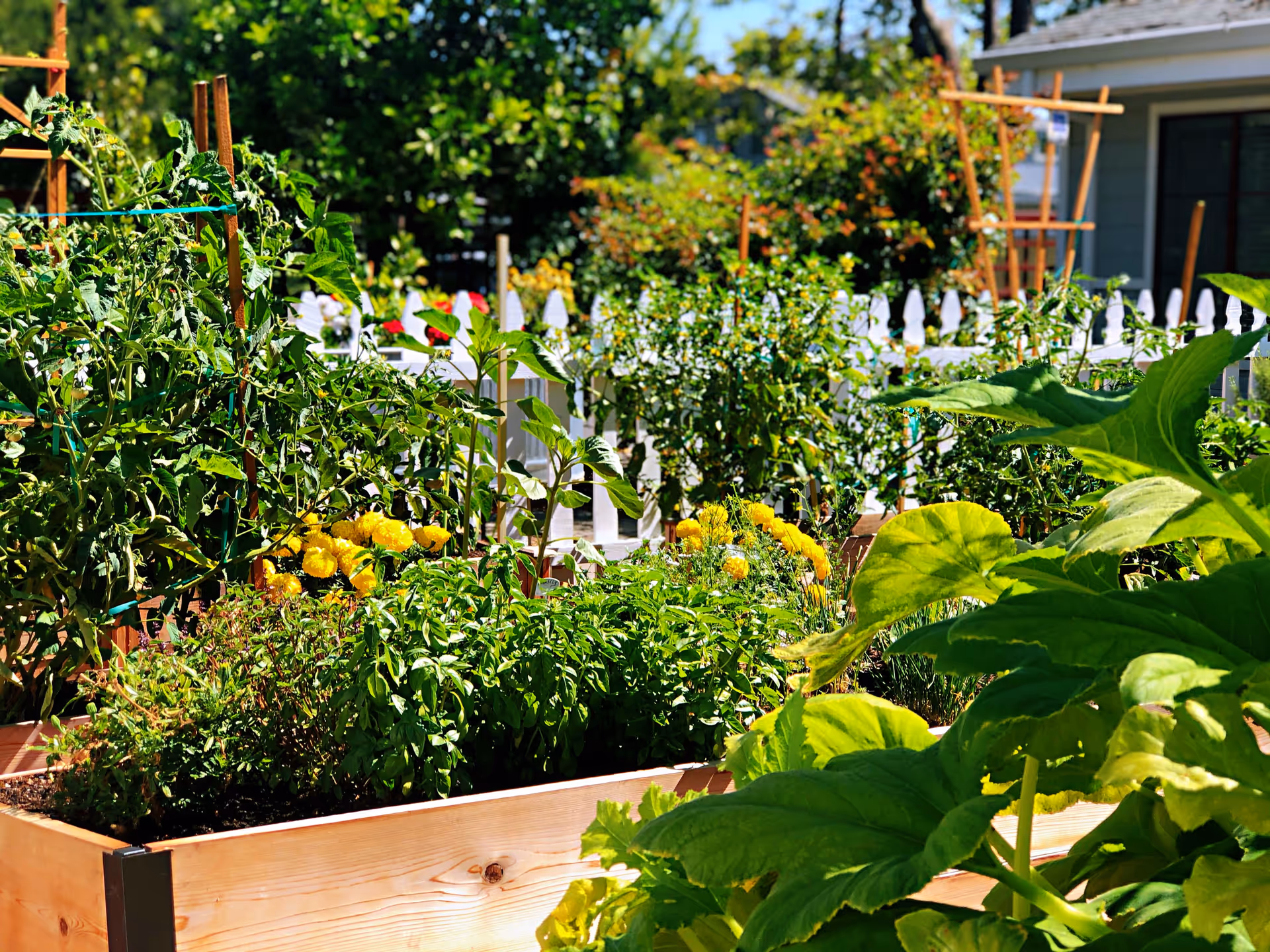 Raised wooden garden beds filled with green plants and yellow flowers in front of a white picket fence and a house.