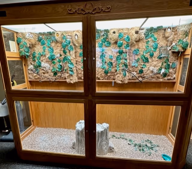 A large wooden enclosure with glass panels, designed as a habitat with a textured background featuring green leaves and branches, a gravel floor, and a small tree stump in the center.