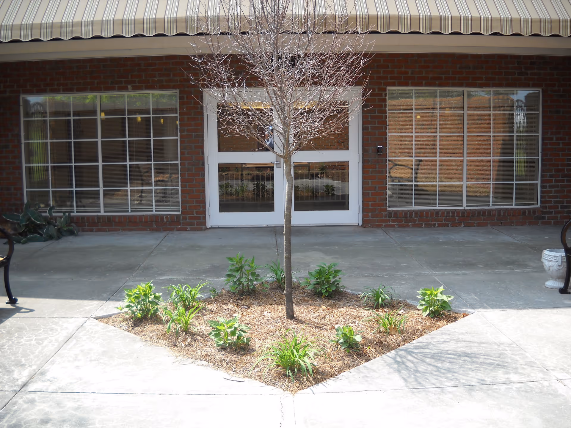 A small landscaped area with a young tree and green plants in front of a brick building with two large windows and a white double door. There is a striped awning above the door and windows, and concrete pavement surrounds the landscaped area.