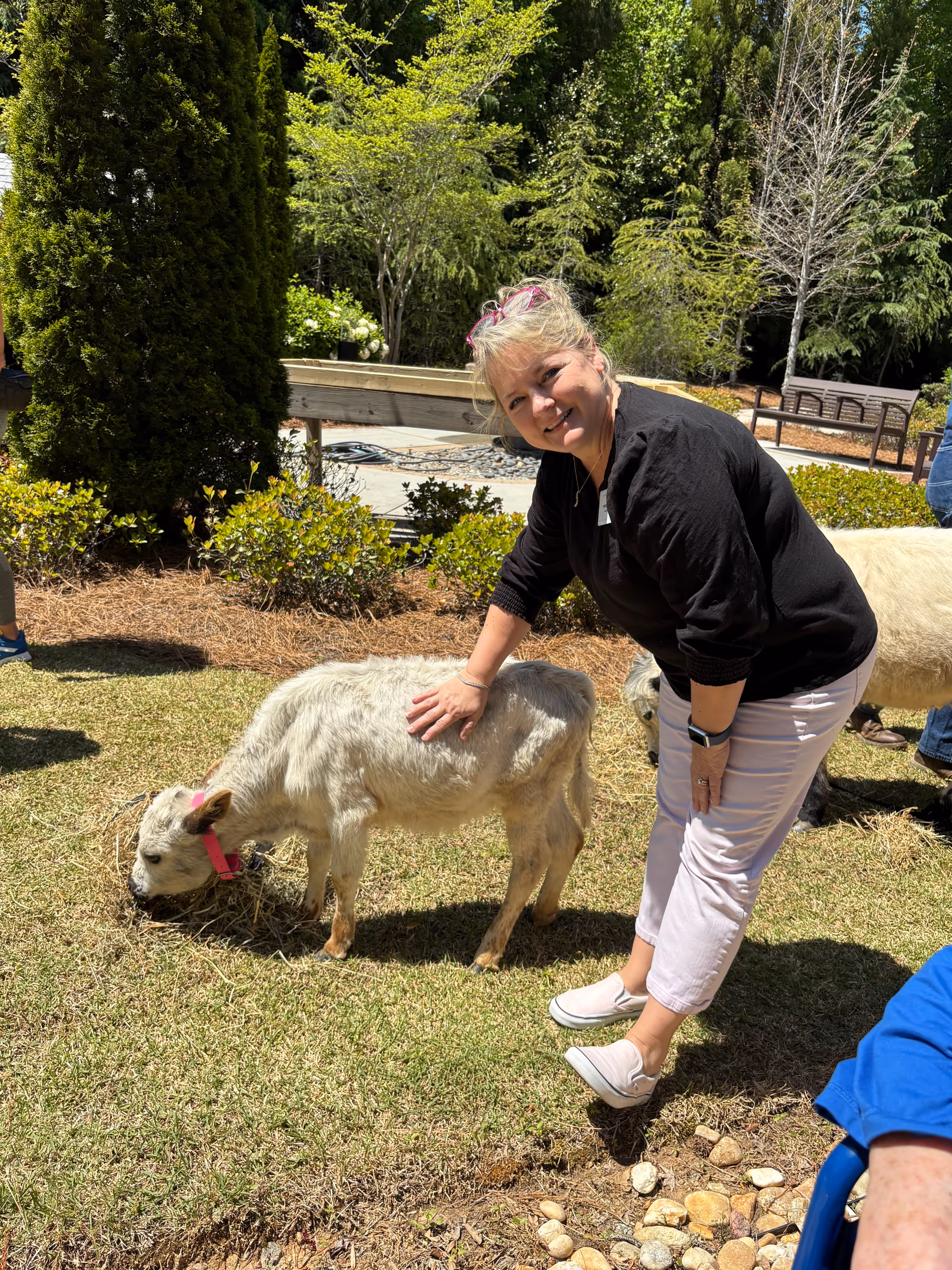 A woman wearing a black top and white pants is bending down and petting a small white goat with a pink collar in a grassy outdoor area with trees and bushes in the background.
