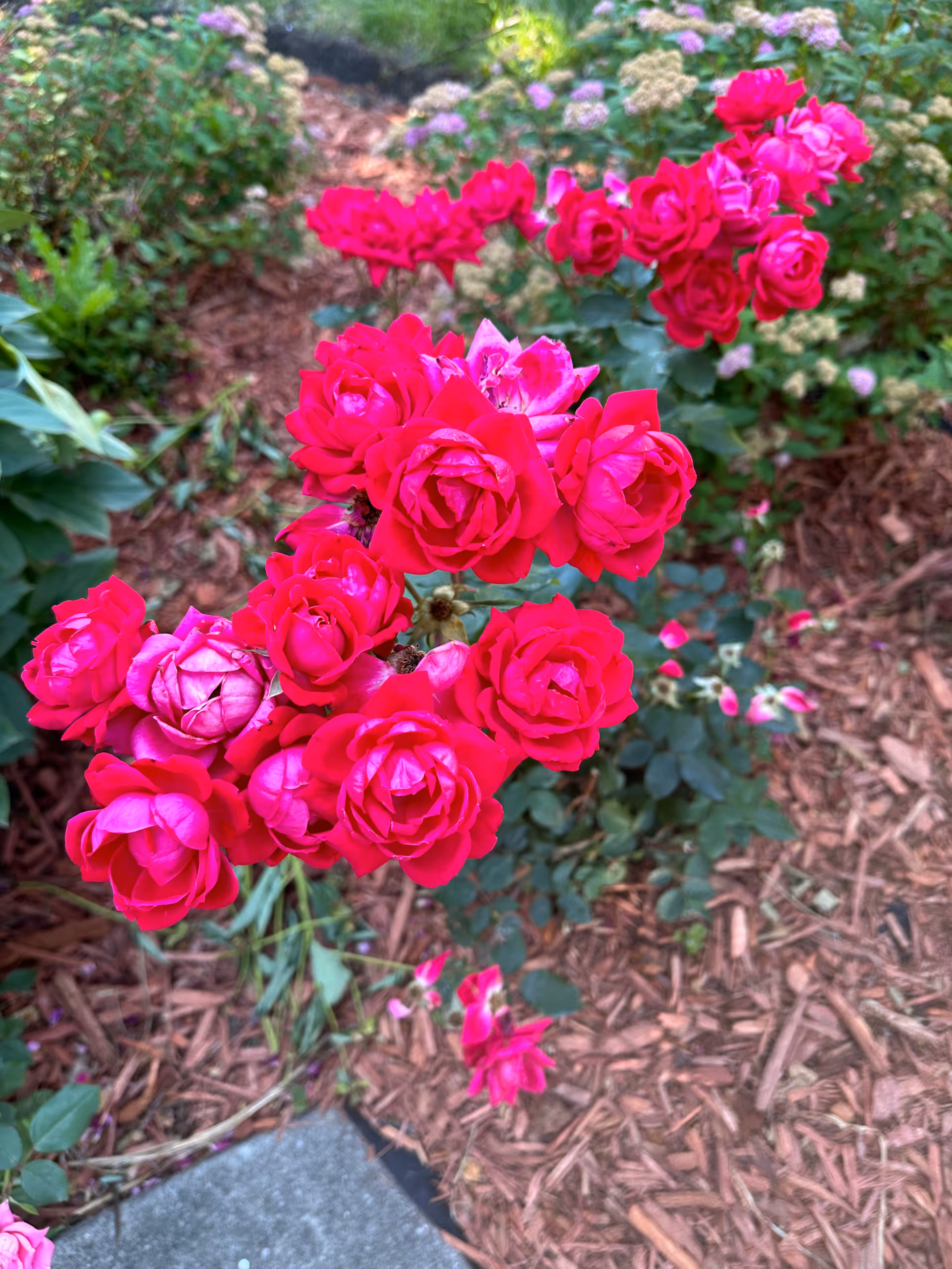 Close-up view of vibrant red roses blooming in a garden bed with mulch and other green plants in the background.