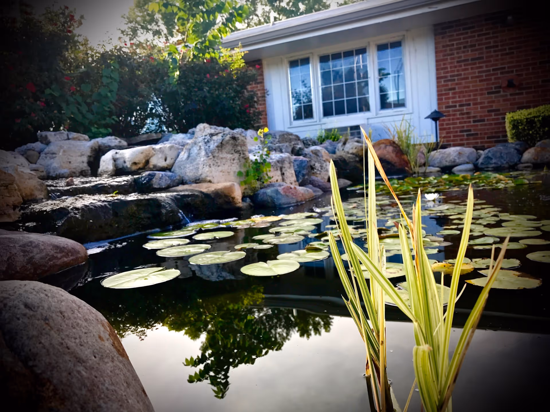 A serene outdoor pond with lily pads and tall grass in the foreground, surrounded by rocks and greenery. In the background, there is a brick building with a large window and some bushes.