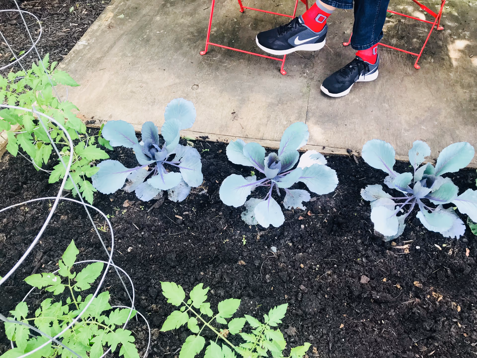 A garden bed with young green tomato plants supported by wire cages and three purple cabbage plants growing in dark soil. A person wearing black Nike sneakers, red socks, and blue jeans is sitting on a red metal chair on a concrete patio next to the garden bed.
