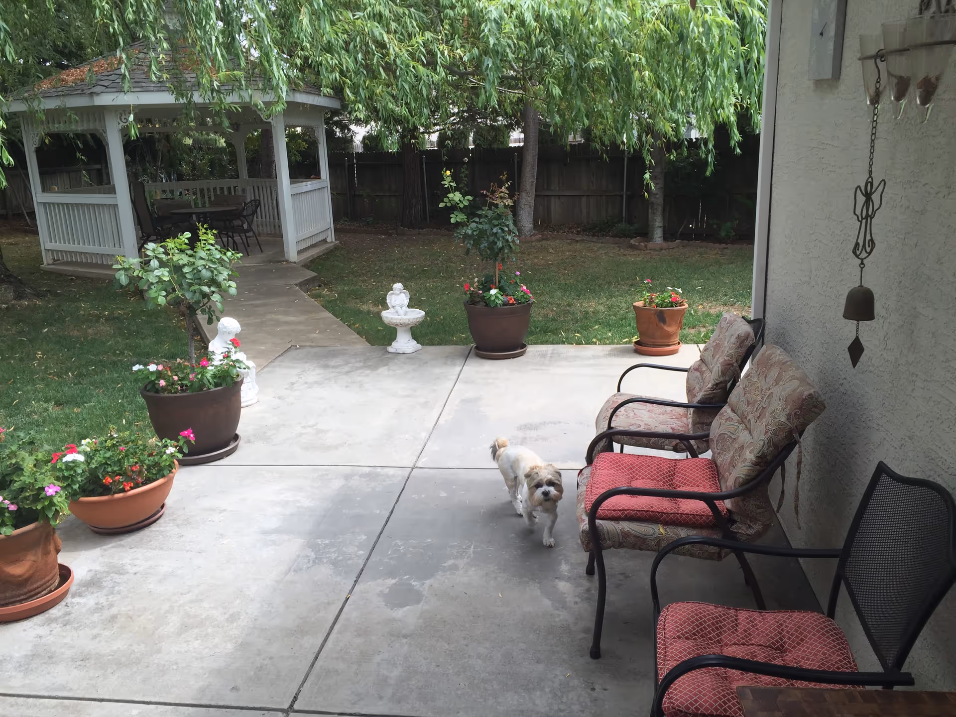 A peaceful outdoor patio area with concrete flooring, three cushioned chairs with patterned fabric, several potted plants with flowers, a small white dog walking on the patio, a white gazebo with a table and chairs in the background, and a wooden fence enclosing the grassy yard with trees.