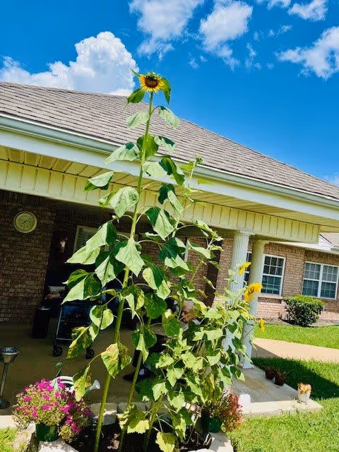 Tall sunflowers and other flowering plants growing in front of a brick building with a covered porch under a blue sky with scattered clouds.