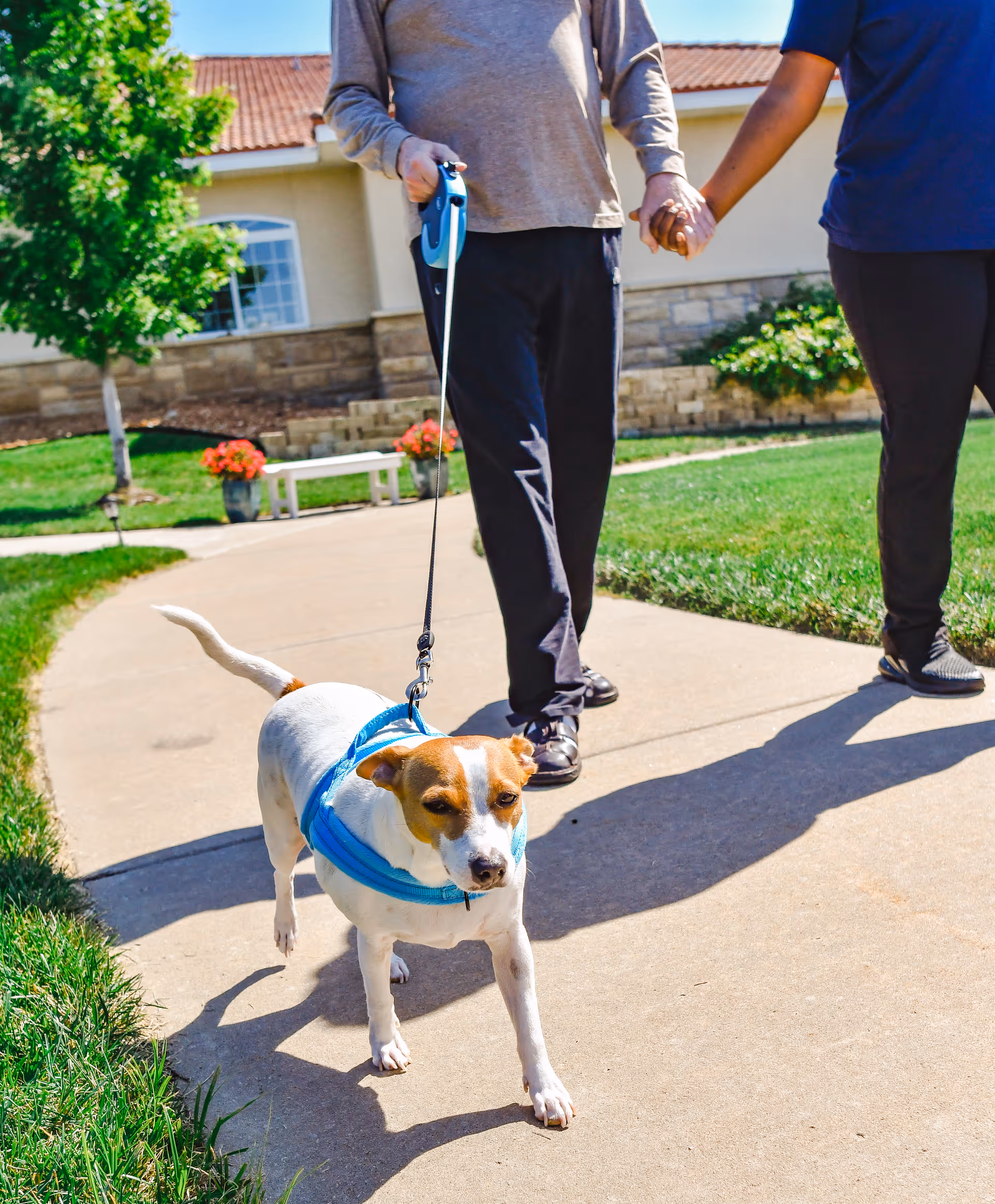 A person holding a dog's leash and walking on a paved path outside while holding hands with another person. The dog is wearing a blue harness. The background shows a building with a stone base, green grass, a tree, and some potted flowers.