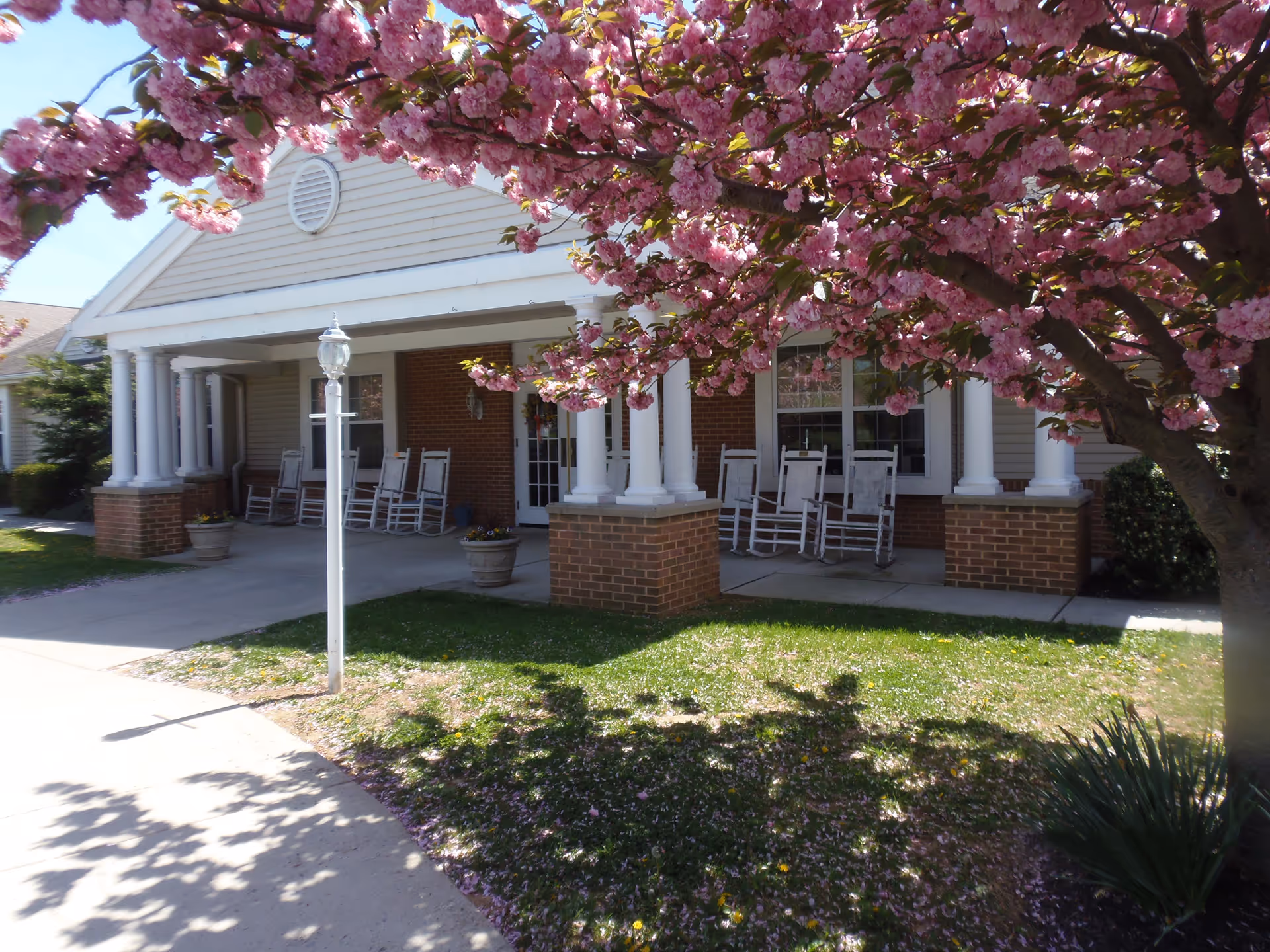 Front porch of a building with white columns and brick bases, several white rocking chairs arranged on the porch, and a flowering tree with pink blossoms in the foreground.
