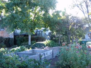 Outdoor garden area with raised garden beds surrounded by green plants and trees, with a building partially visible in the background.