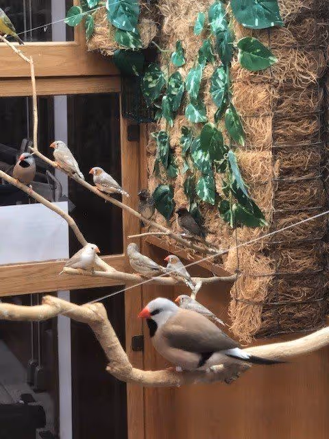 Several small birds perched on thin branches inside a room with a wooden door and a wall decorated with green leafy plants and natural fiber mats.