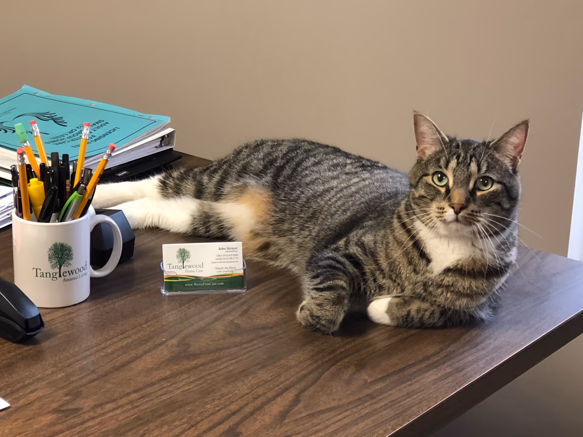 A tabby cat lying on a wooden desk beside a Tanglewood-branded mug and business card.