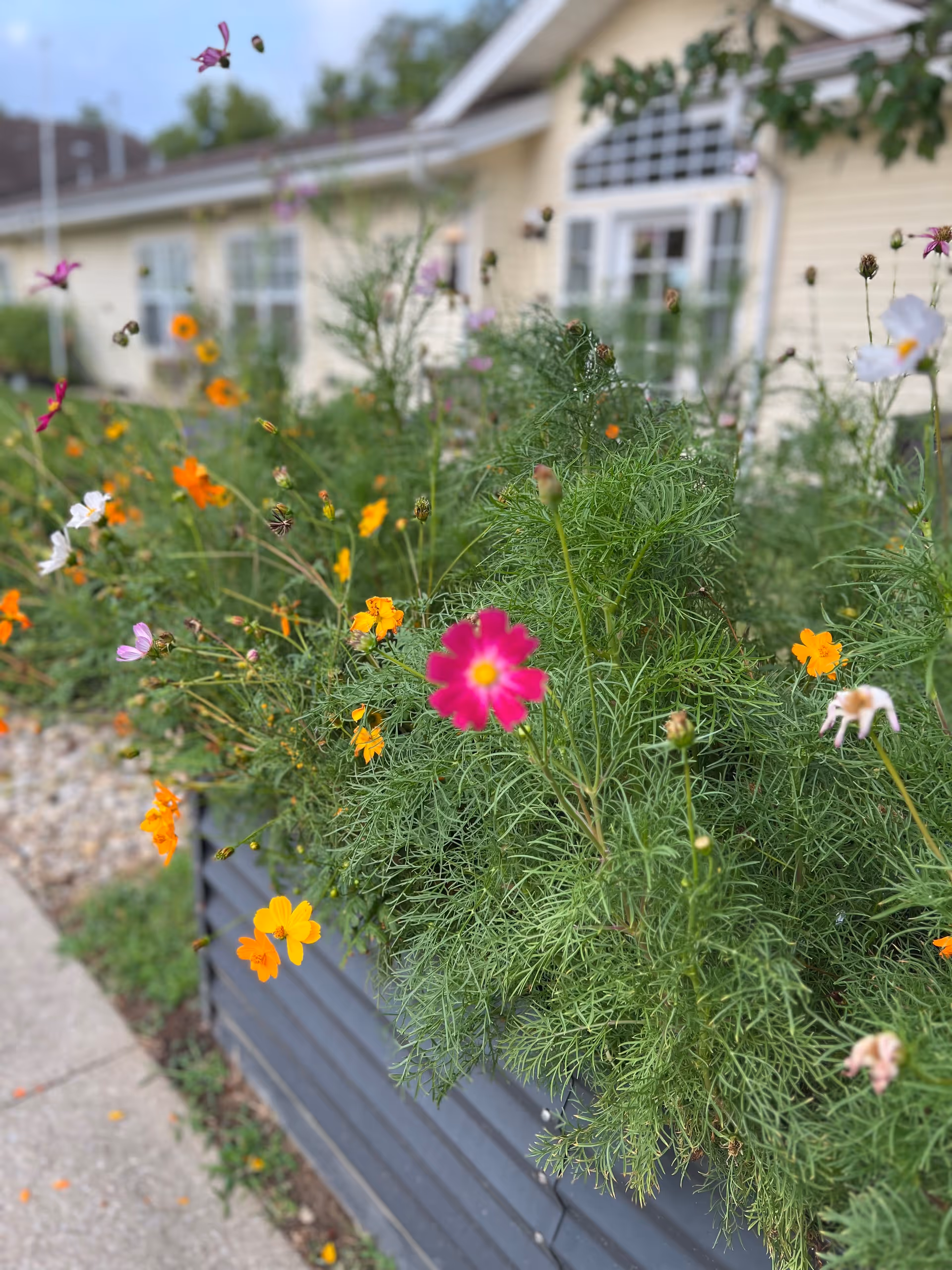 Close-up view of a flower bed with various colorful flowers including pink, orange, and white blooms in front of a light yellow building with white-framed windows.