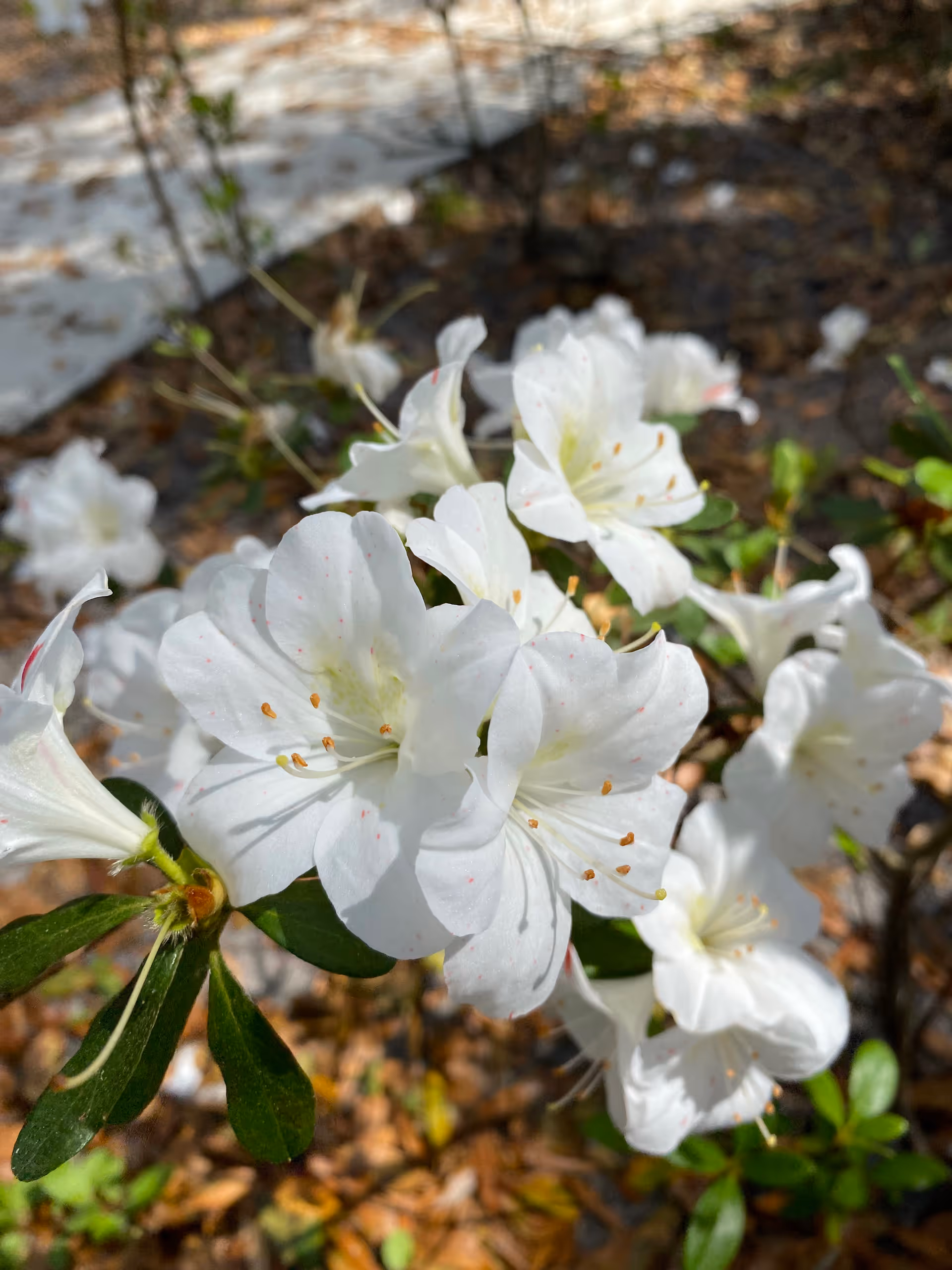Close-up of white azalea flowers with green leaves in an outdoor garden setting, with sunlight casting shadows on the petals and ground covered with dried leaves in the background.