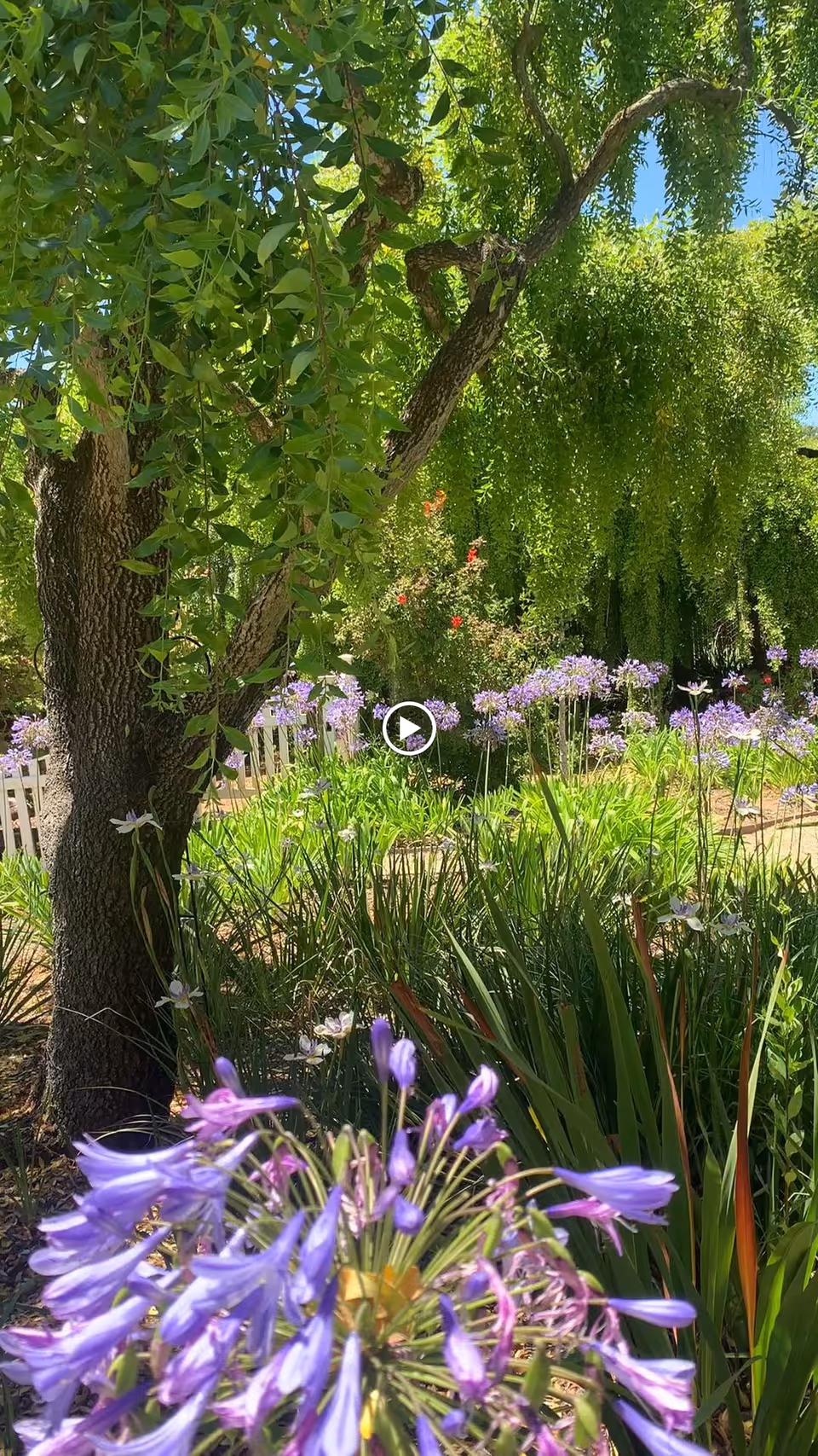 A lush garden scene with a large tree and hanging green foliage. In the foreground, there are purple flowers and various green plants. The background shows more greenery and a bright blue sky.