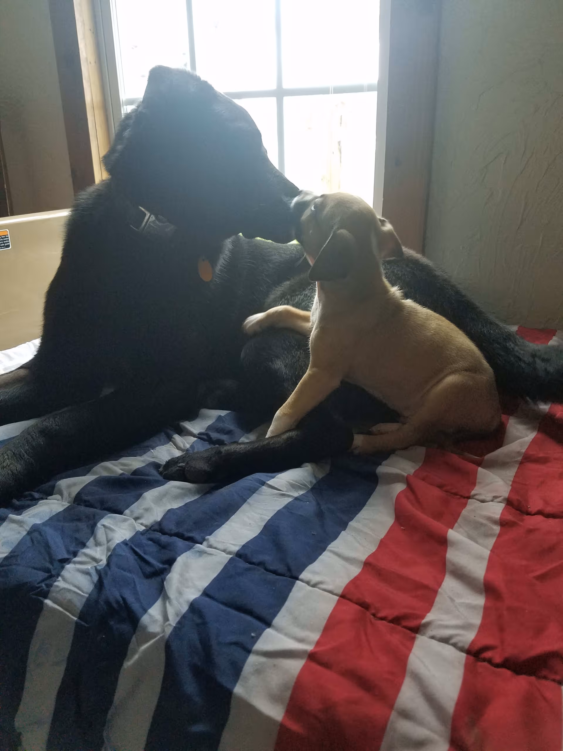 A black dog and a small tan puppy are lying on a bed with a red, white, and blue striped blanket near a window with natural light coming through.