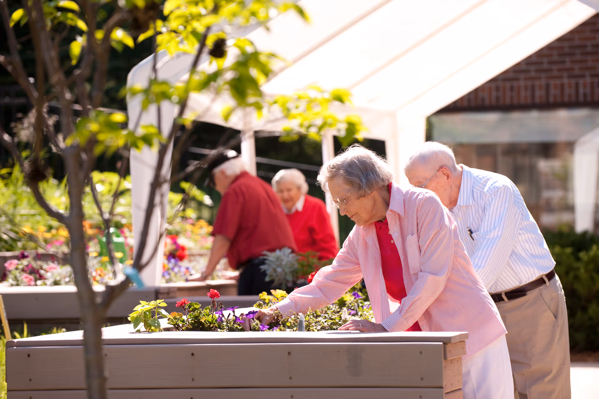 Four elderly people gardening at raised garden beds outdoors under a white canopy, surrounded by greenery and flowers.