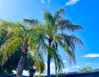Tall palm trees against a bright blue sky beside a building roof.
