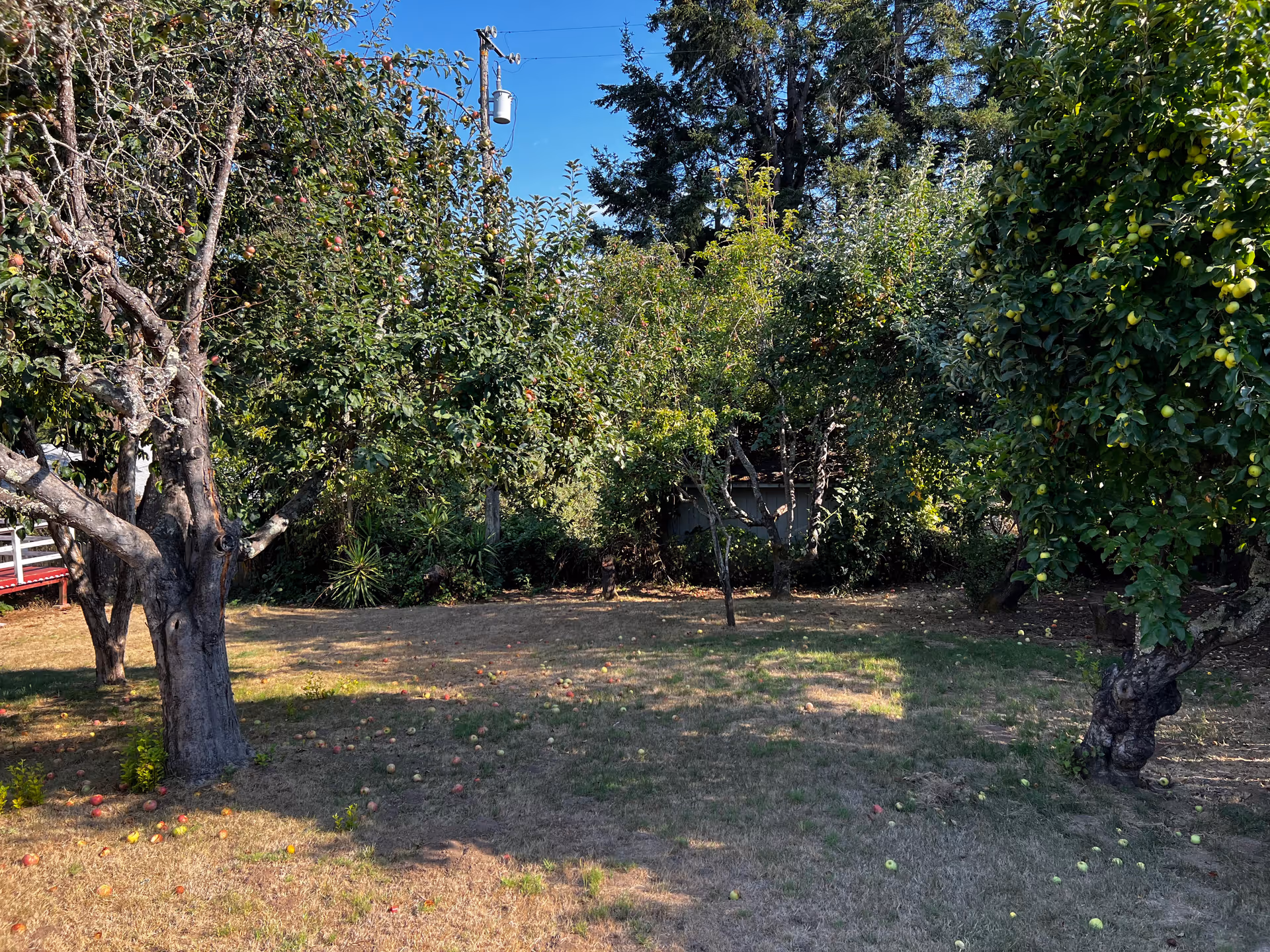A grassy backyard with several fruit trees and fallen apples under a clear blue sky.