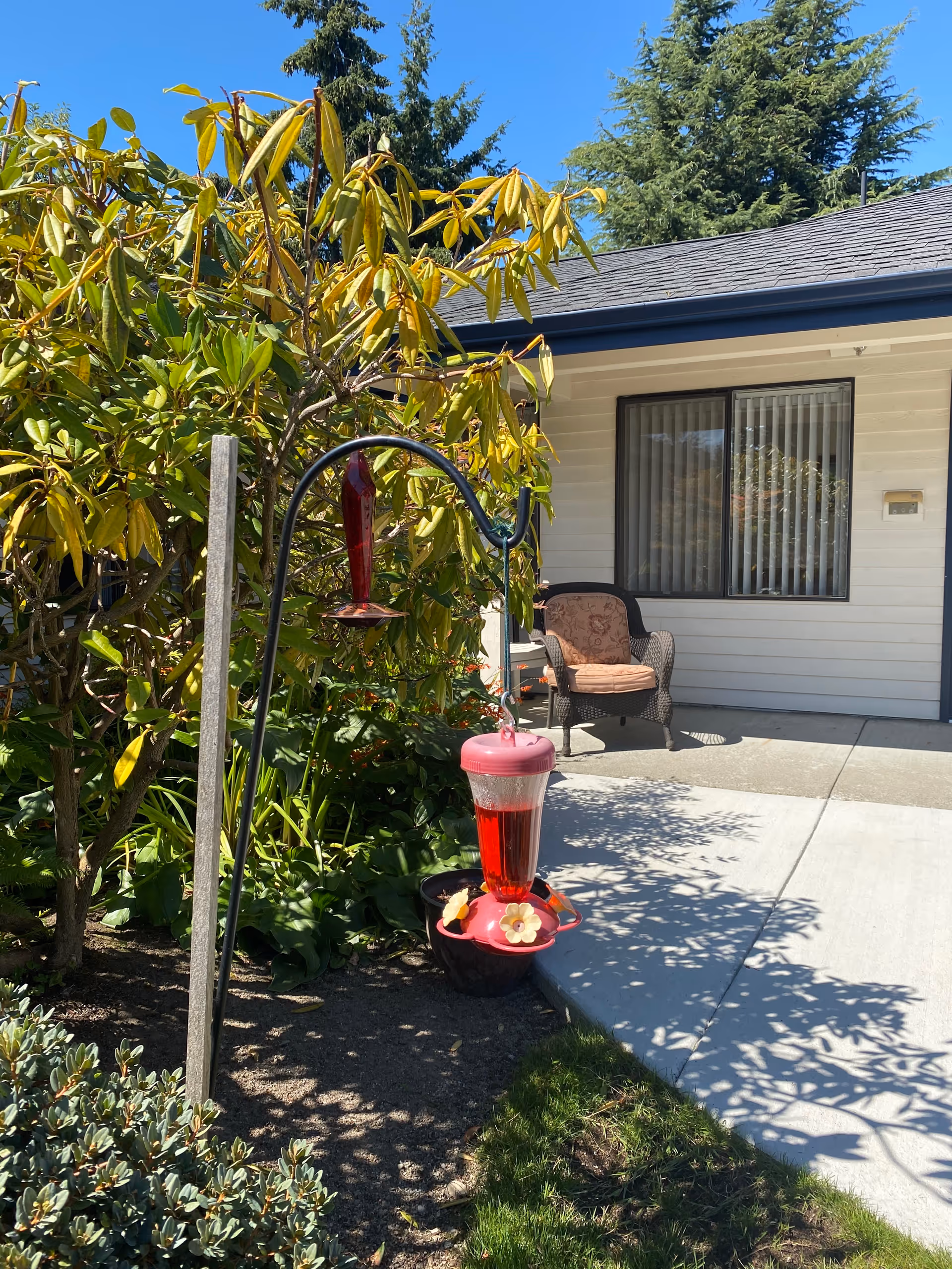 Outdoor patio area at Logan Creek Retirement Community with a hummingbird feeder hanging from a metal stand surrounded by green plants and trees. A cushioned wicker chair is placed on a concrete patio in front of a building with a window and vertical blinds.