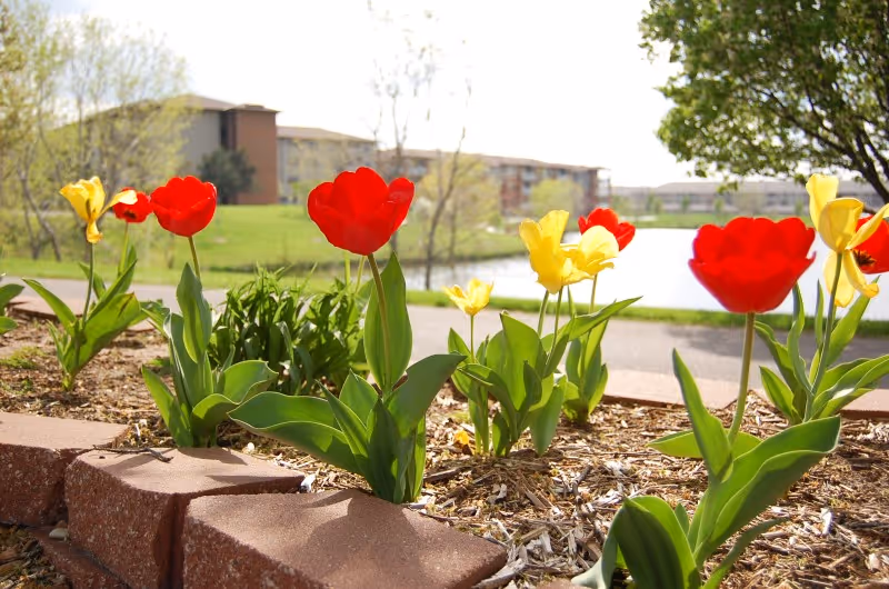 Close-up view of a flower bed with red and yellow tulips blooming, with a grassy area, trees, a pond, and buildings in the background under a bright sky.