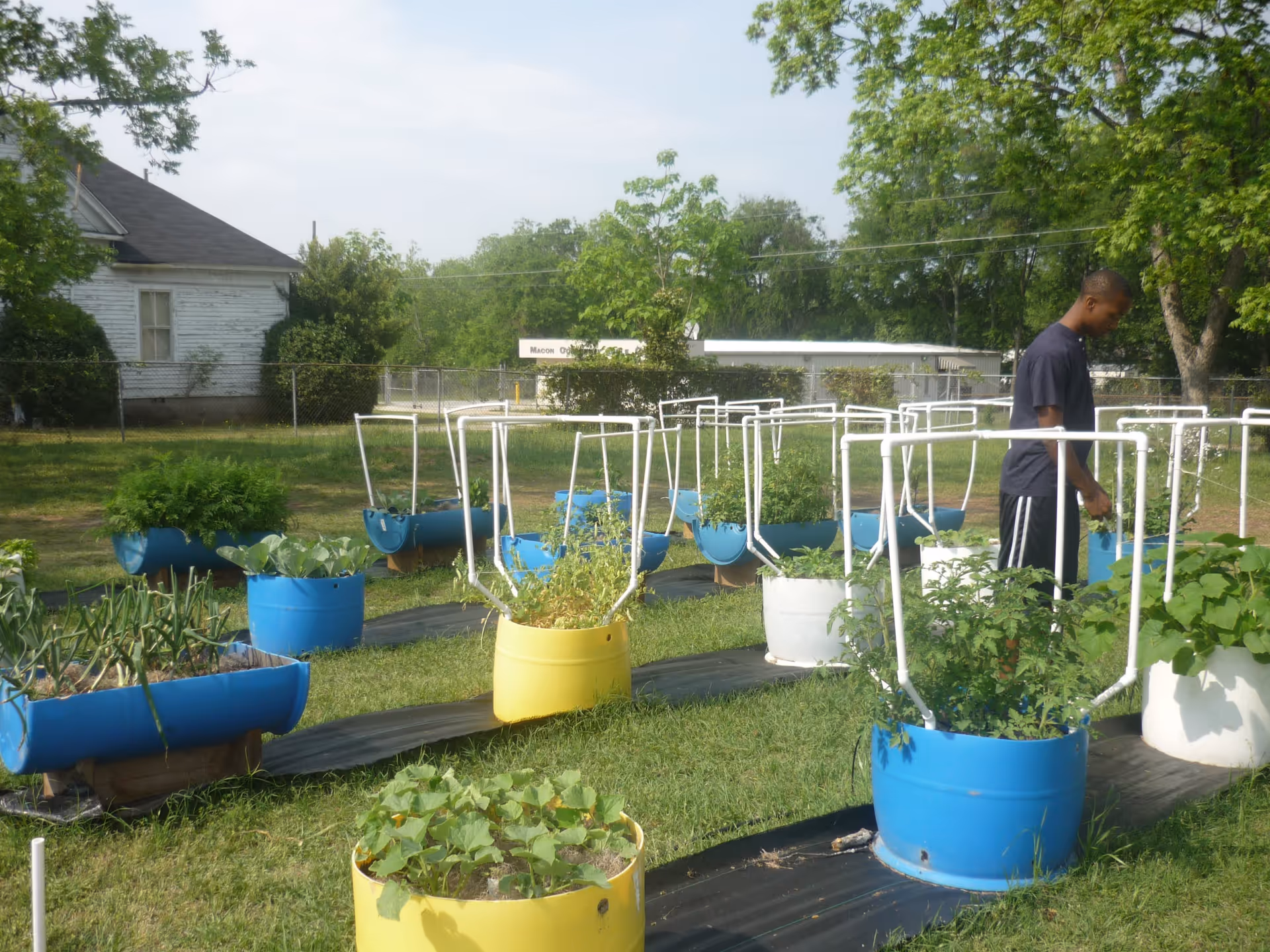 Outdoor garden area with multiple colorful barrel planters containing various plants. A person is tending to one of the plants. Trees and a white house are visible in the background.