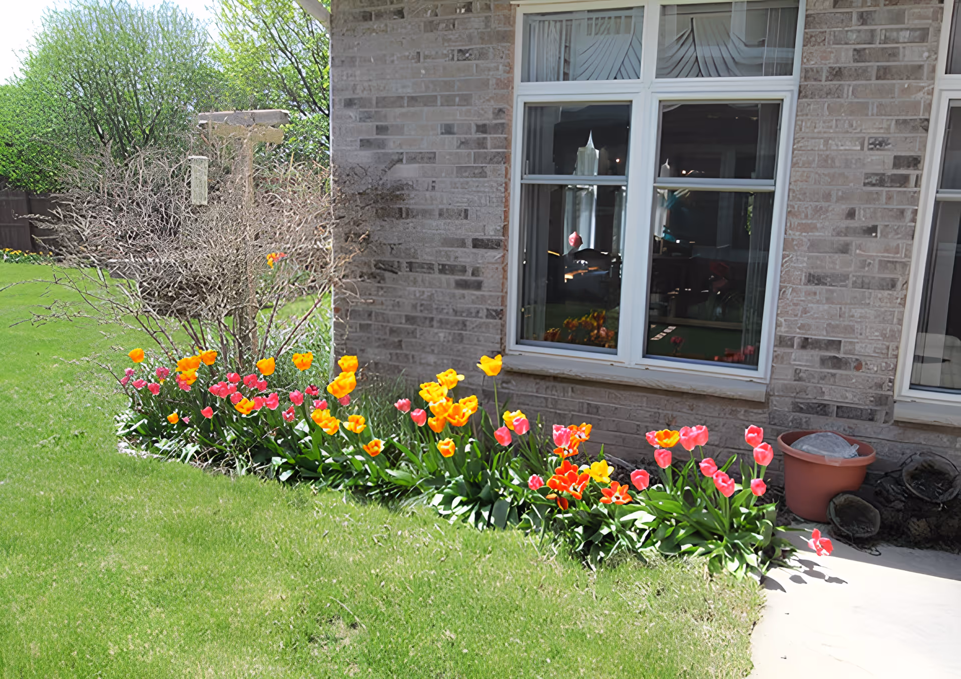 A garden bed with blooming yellow and pink tulips next to a brick building with two windows. There is a leafless bush and a bird feeder in the garden bed. A green lawn surrounds the garden, and a concrete pathway is visible on the right side.